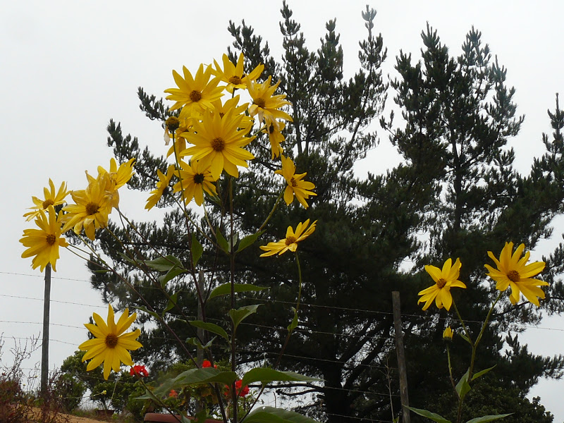 P1400085.JPG