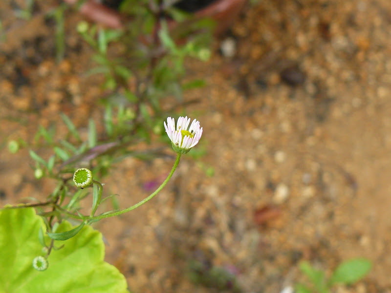 P1400087.JPG