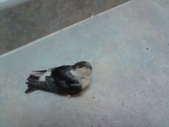 P140710_16.57%5B01%5D.JPG