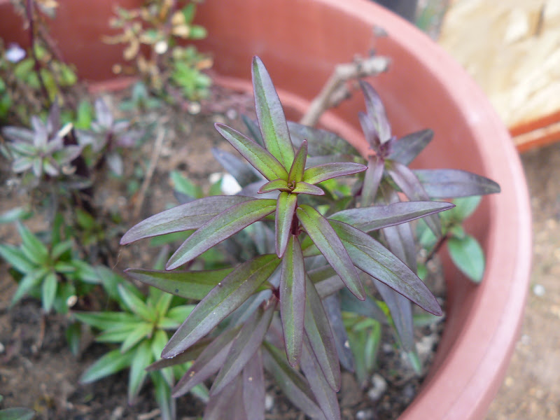 P1410227.JPG