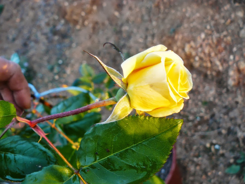 P1410275.JPG