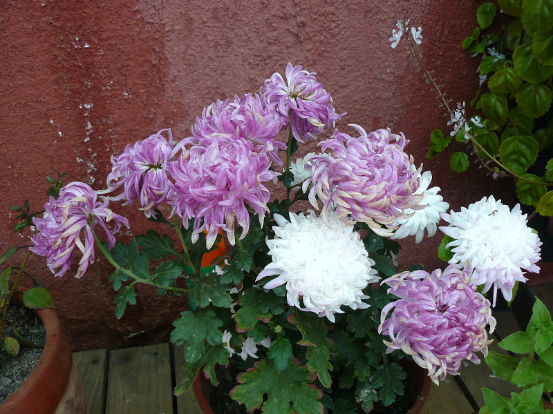 P1410286.JPG