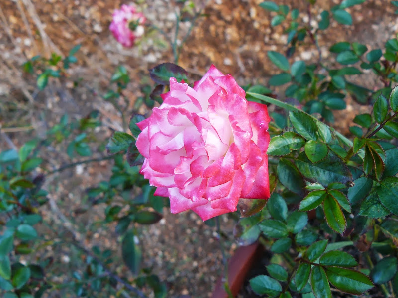 P1410335.JPG