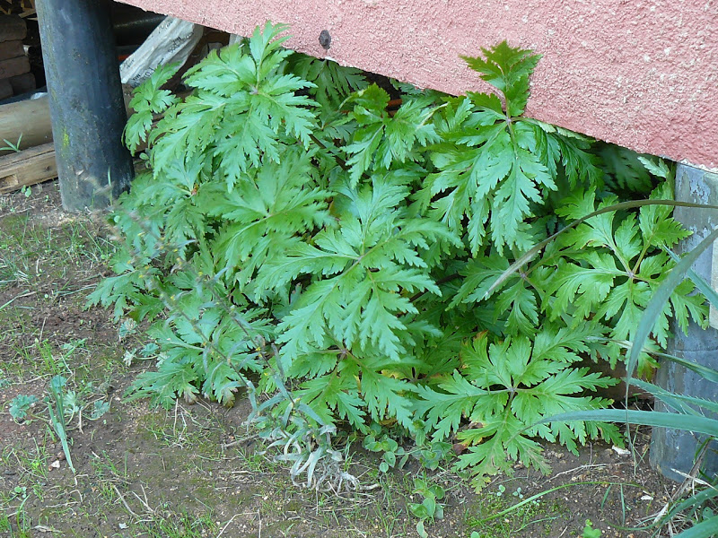 P1410463.JPG