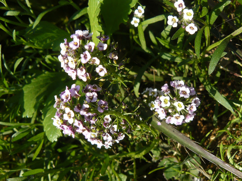 P1410554.JPG