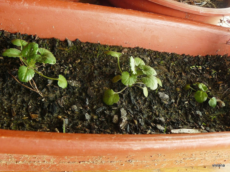 P1410753.JPG