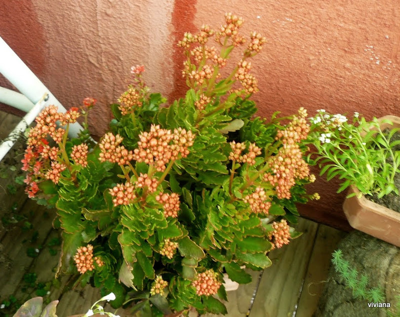 P1410758.JPG