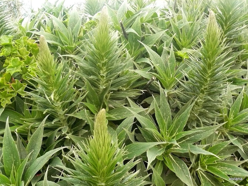 P1410873.JPG