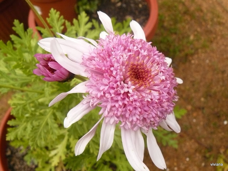 P1420004.JPG
