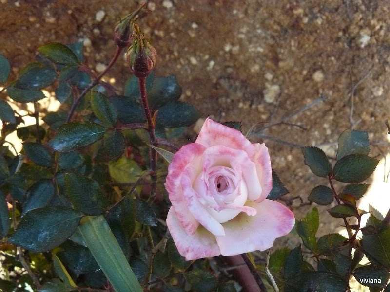 P1420105.JPG