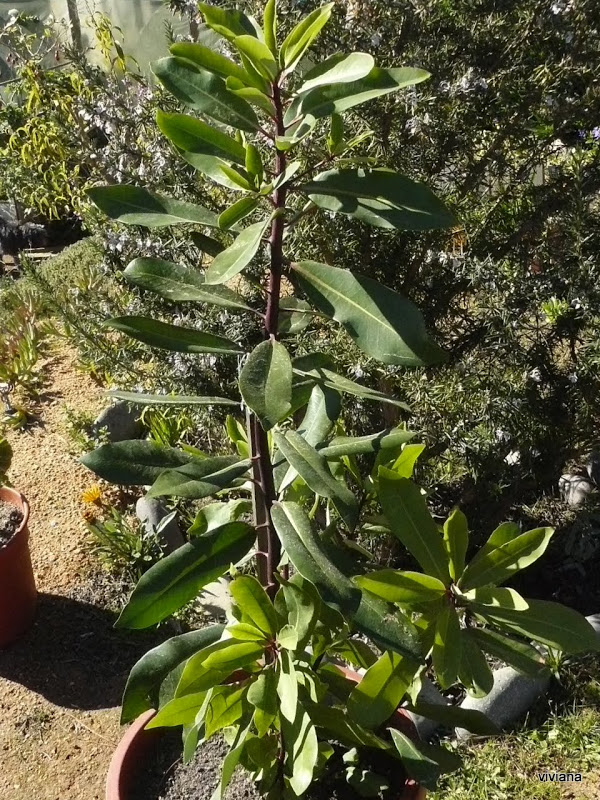 P1420122.JPG