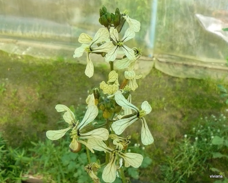 P1420142.JPG
