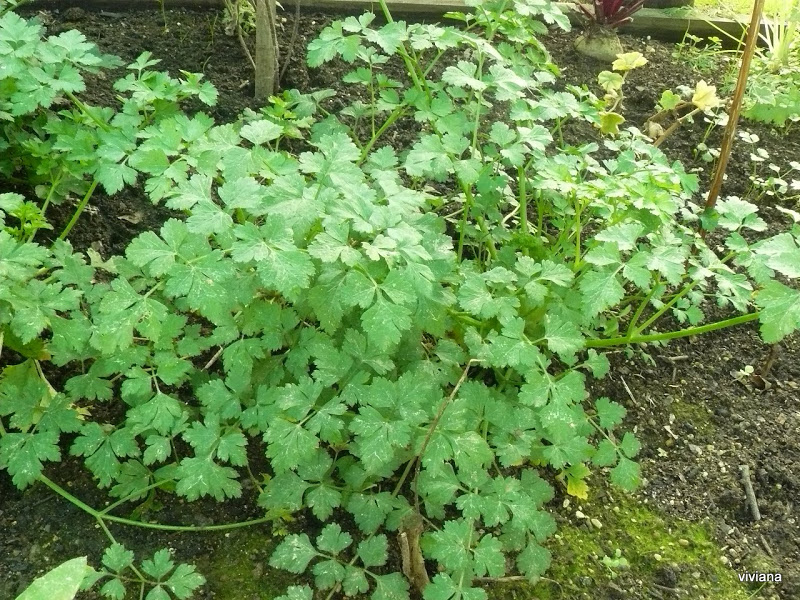 P1420151.JPG