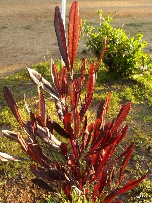 P1420201.JPG