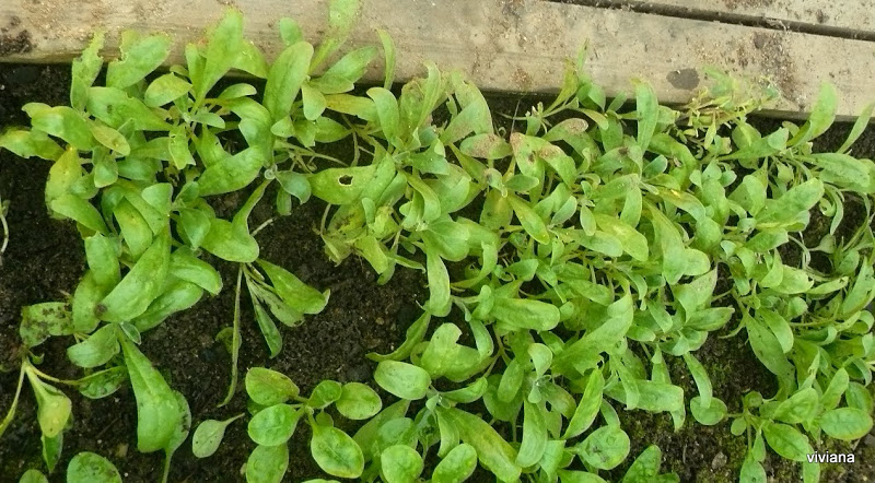 P1420216.JPG