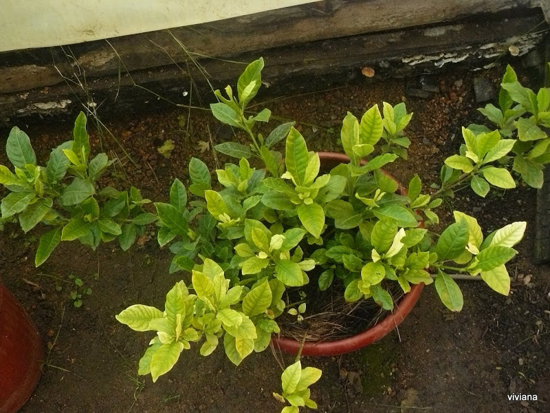 P1420242.JPG