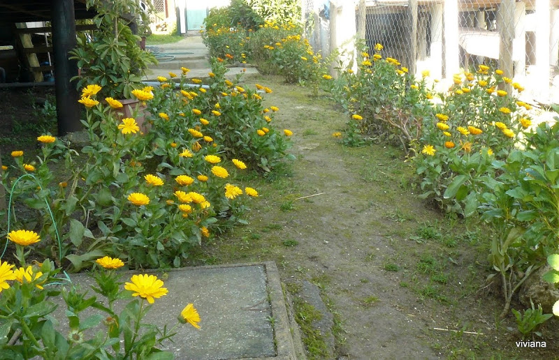 P1420517.JPG