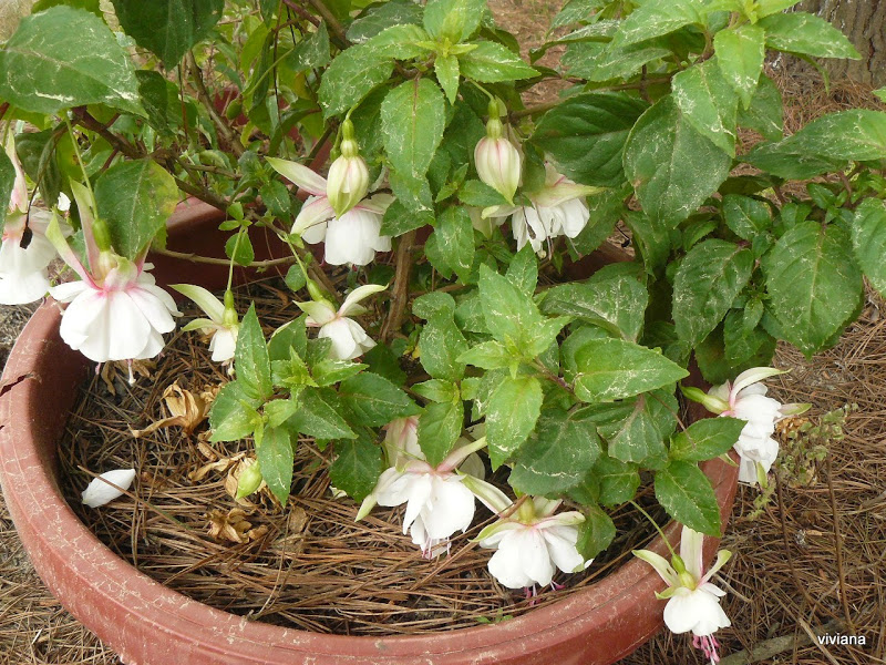 P1420561.JPG