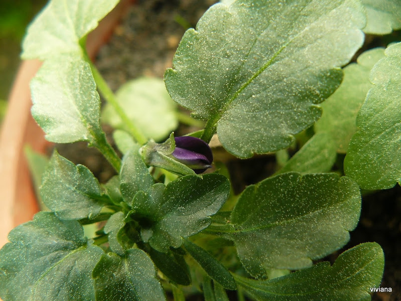 P1420662.JPG