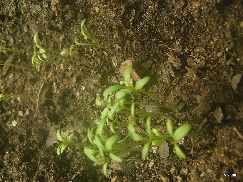 P1420667.JPG