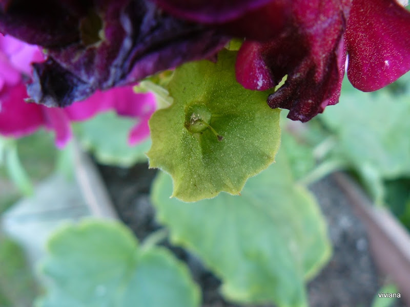 P1420721.JPG