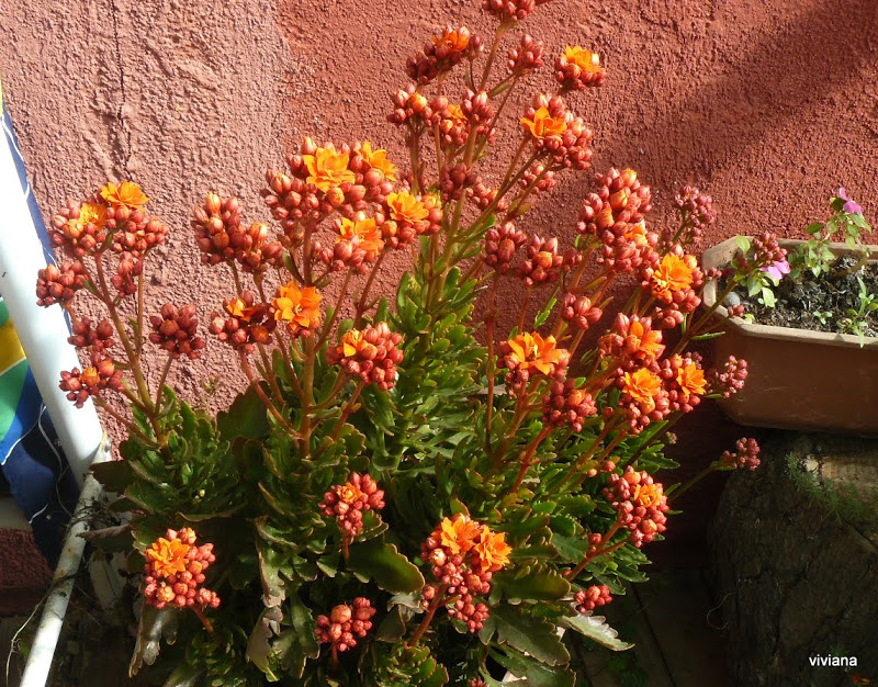 P1420774.JPG