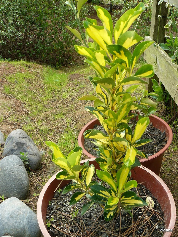 P1420827.JPG