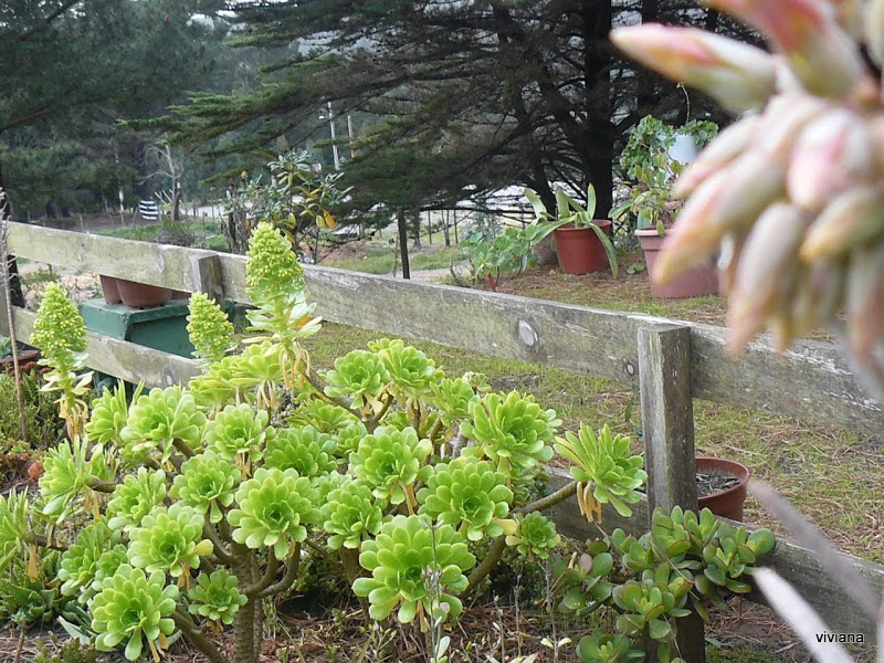 P1420833.JPG