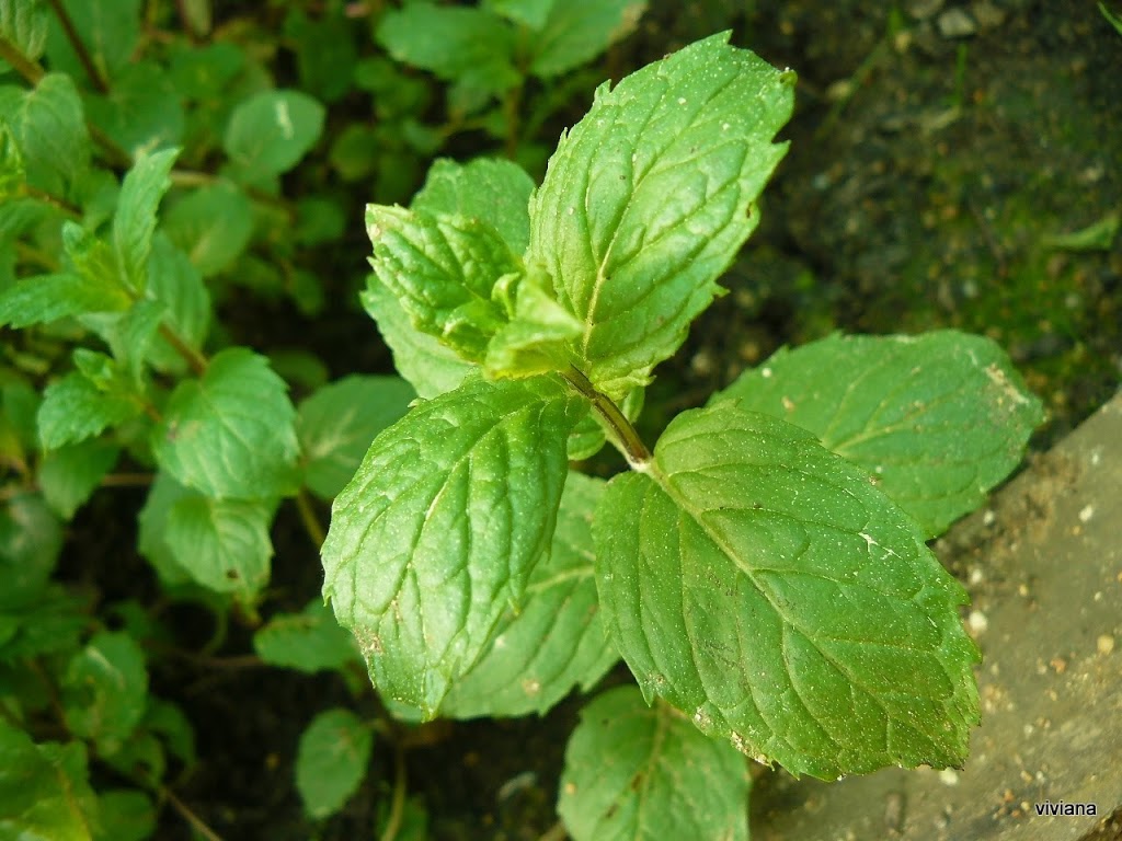 P1430136.JPG
