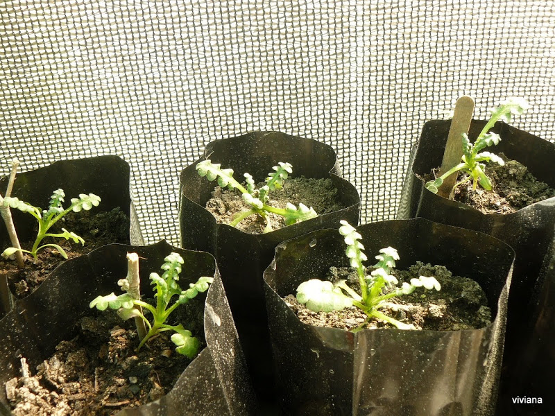 P1430324.JPG