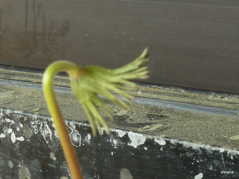 P1430445.JPG
