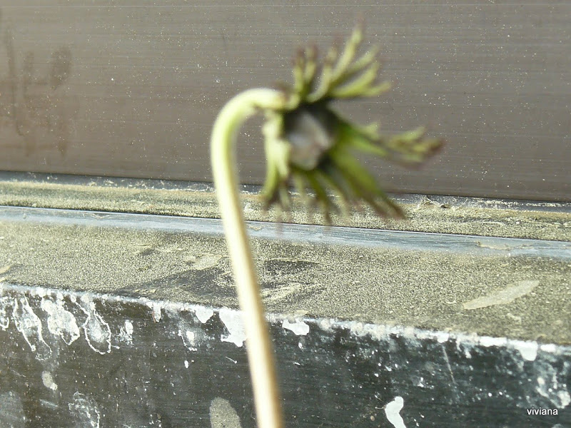 P1430450.JPG