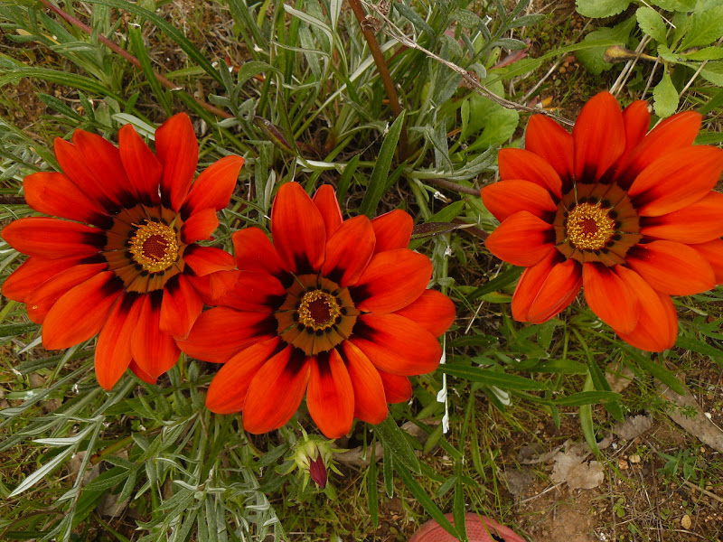P1430621.JPG
