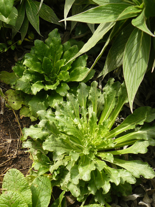 P1430678.JPG
