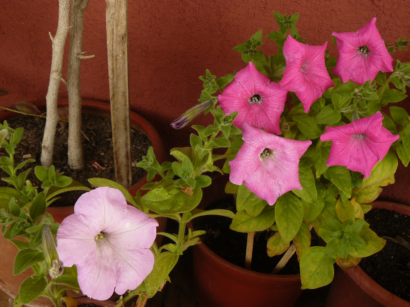 P1430711.JPG