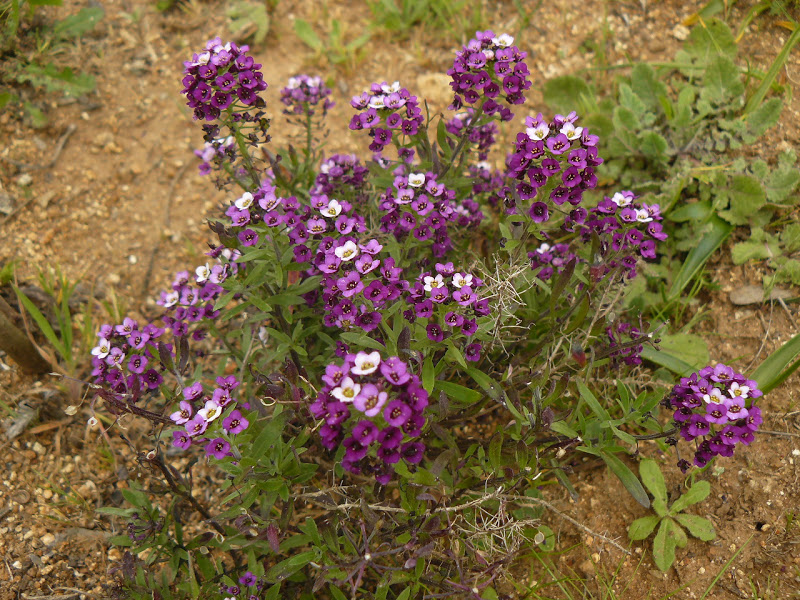 P1430771.JPG