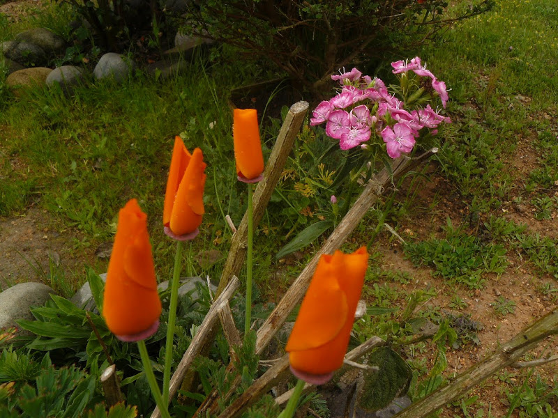 P1430787.JPG