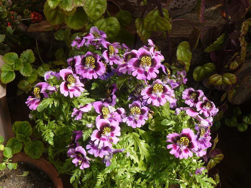 P1430845.JPG