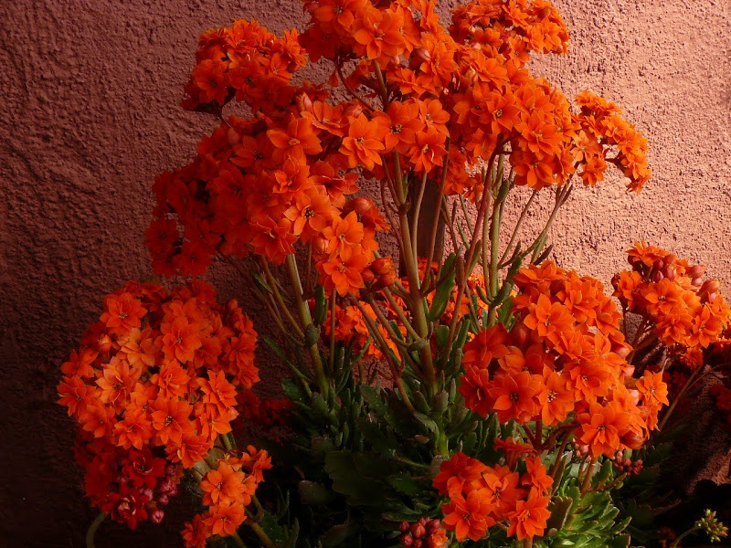 P1430848.JPG