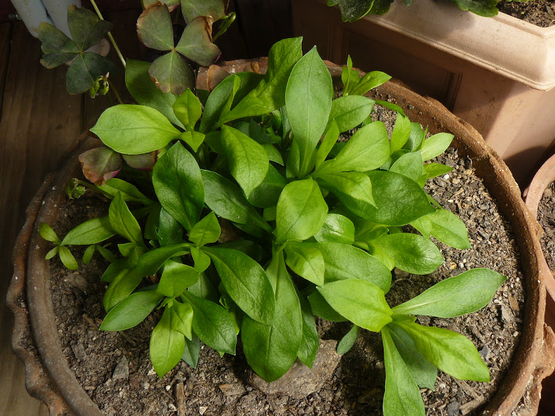 P1430850.JPG