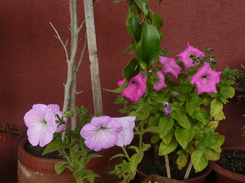 P1430852.JPG