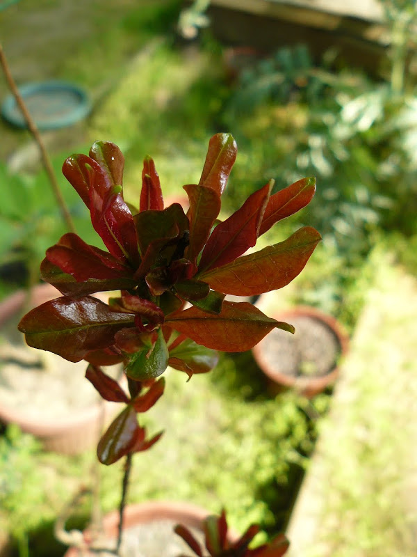 P1440044.JPG