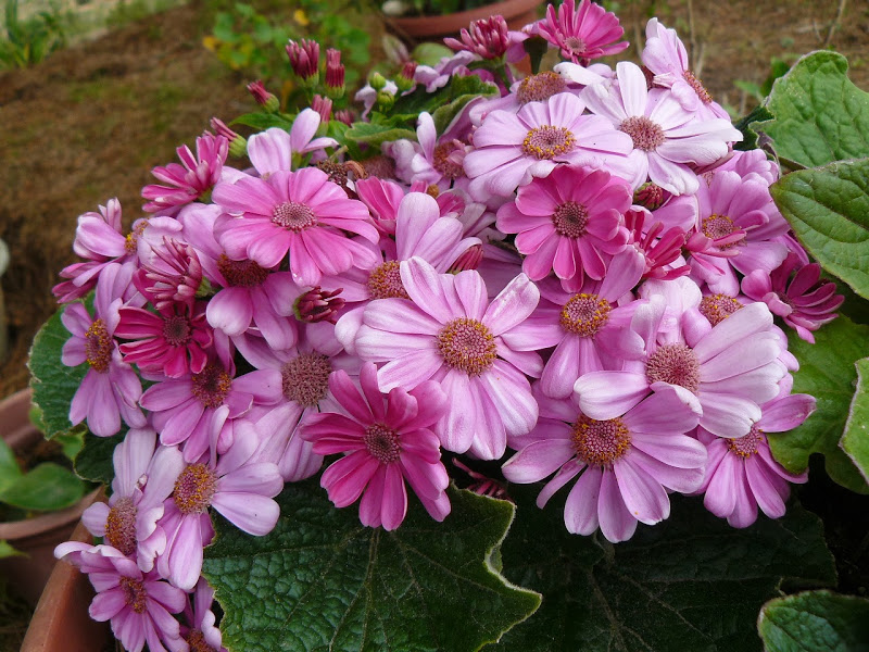 P1440321.JPG