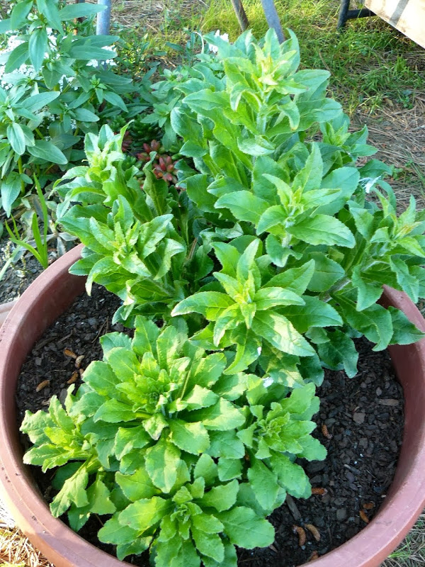 P1440386.JPG