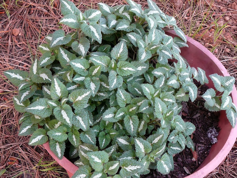 P1440441.JPG