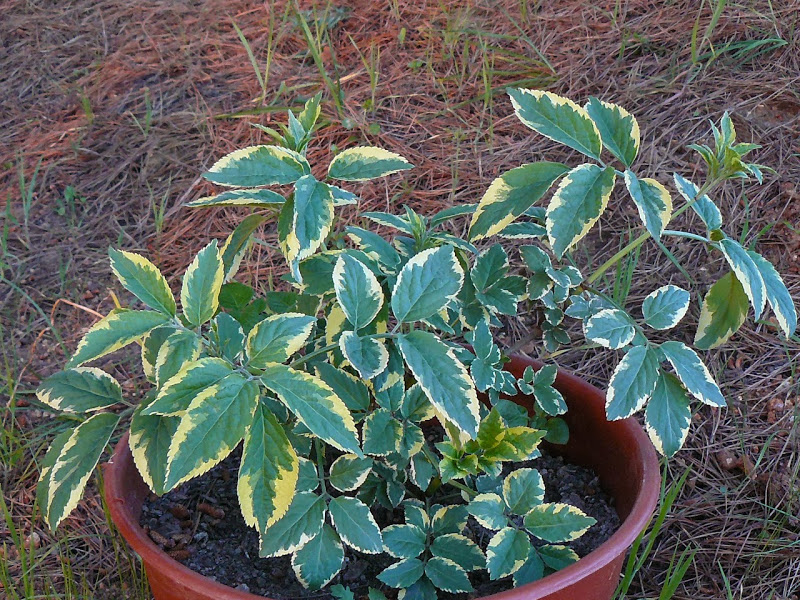 P1440443.JPG