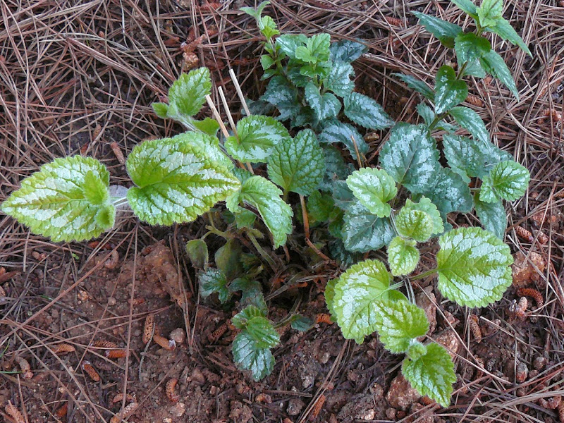 P1440447.JPG