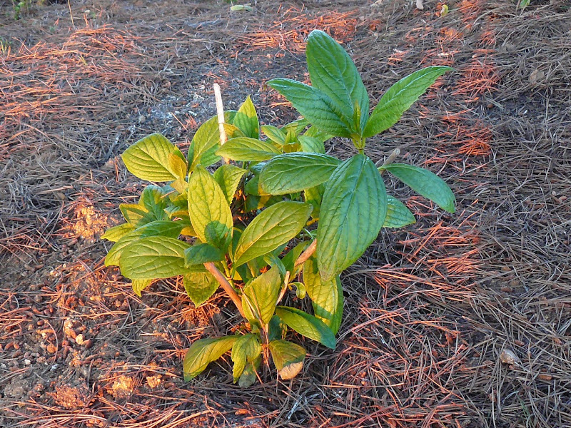 P1440451.JPG