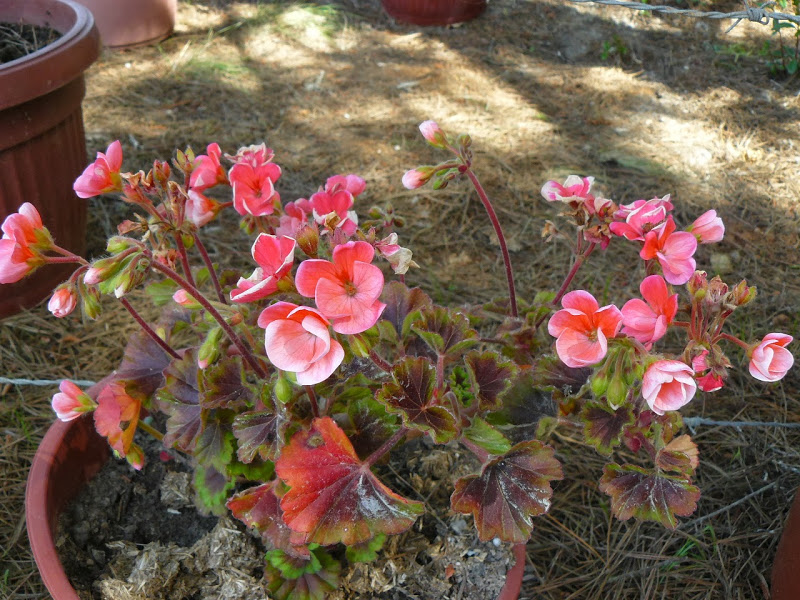 P1440484.JPG
