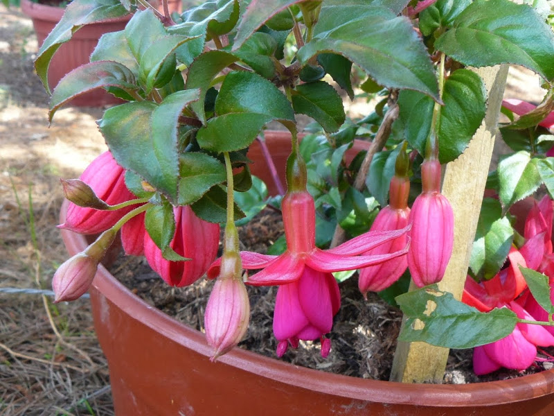 P1440487.JPG